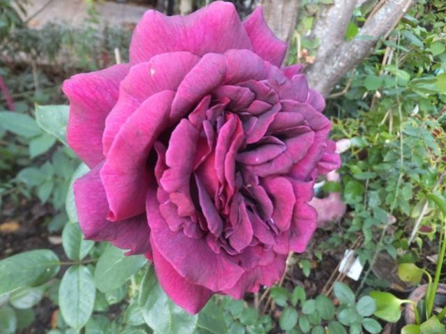 Name:  DSCF1949.jpg
Views: 253
Size:  51.6 KB
