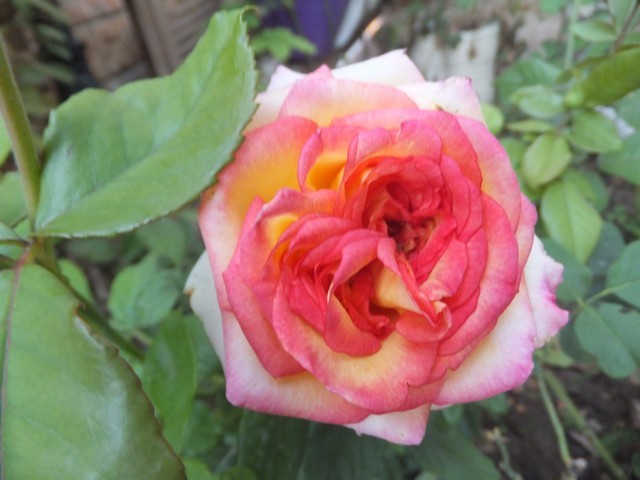 Name:  DSCF1955.jpg
Views: 262
Size:  68.9 KB