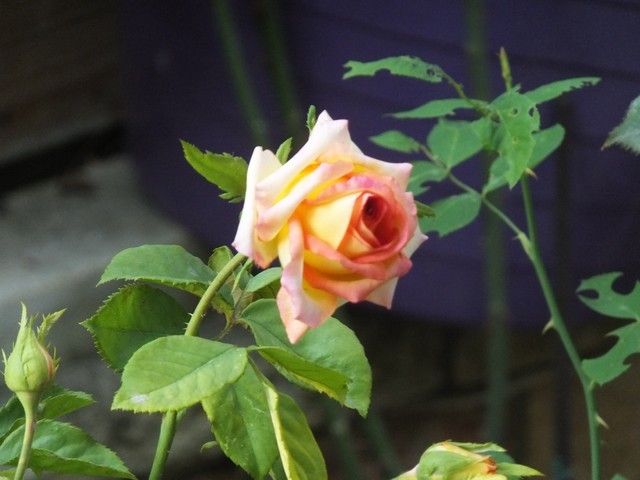 Name:  DSCF1956.jpg
Views: 279
Size:  66.7 KB