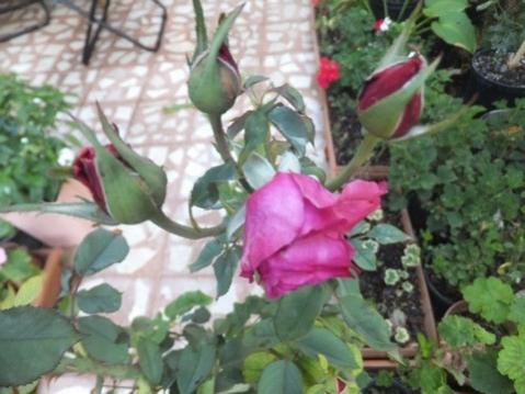 Name:  DSCF1962.jpg
Views: 251
Size:  31.7 KB