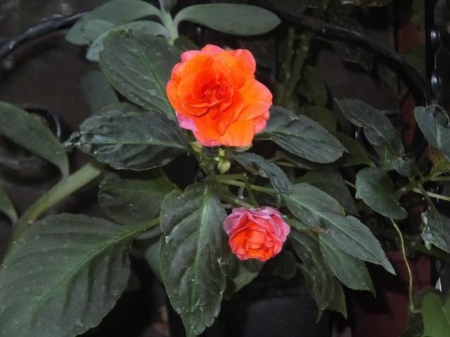 Name:  DSCF1969.jpg
Views: 256
Size:  36.4 KB