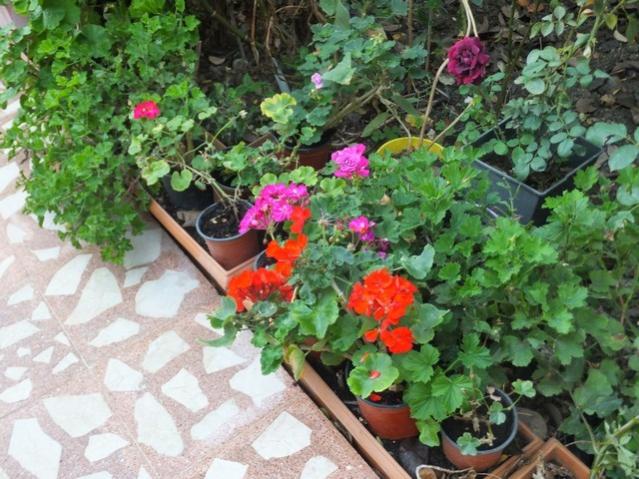 Name:  DSCF1965.jpg
Views: 255
Size:  66.8 KB