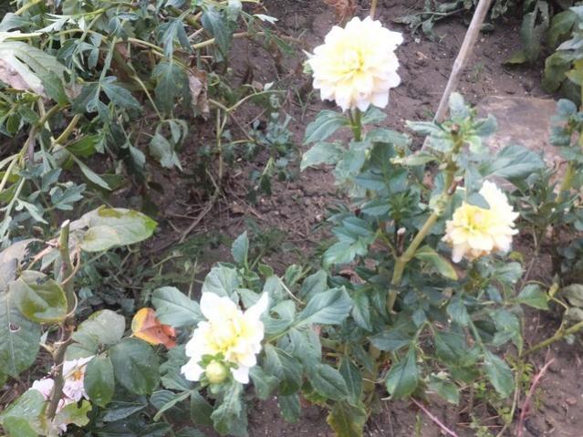 Name:  DSCF1978.jpg
Views: 239
Size:  66.0 KB