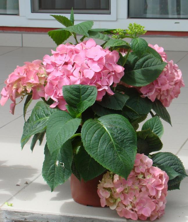 Name:  ortanca1.jpg
Views: 811
Size:  70.6 KB