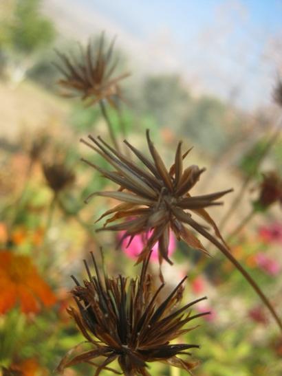 Name:  cosmos.jpg
Views: 1102
Size:  26.6 KB