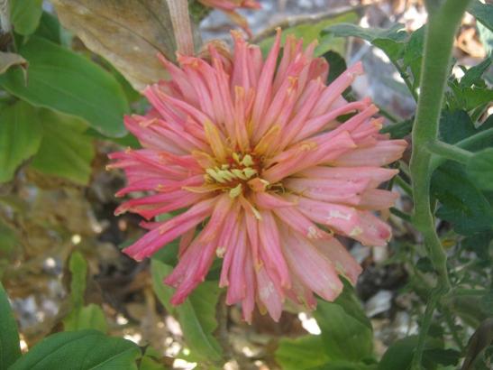 Name:  zinnia.jpg
Views: 1085
Size:  33.4 KB