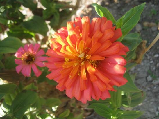 Name:  zinnia1.jpg
Views: 1086
Size:  32.1 KB