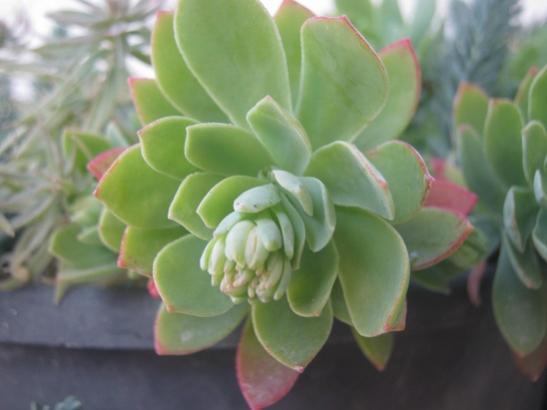 Name:  sedum palmeri.jpg
Views: 844
Size:  23.4 KB