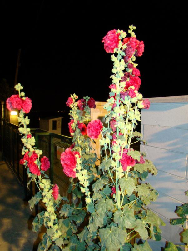 Name:  hatmi.jpg
Views: 1161
Size:  72.4 KB