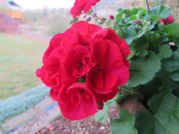Name:  IMG_3411 (600 x 450).jpg
Views: 641
Size:  51.8 KB