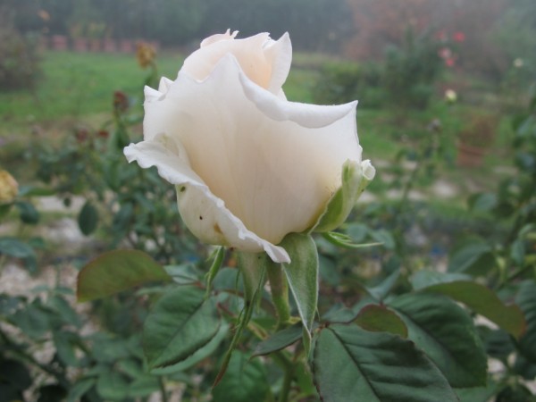Name:  IMG_3381 (600 x 450).jpg
Views: 884
Size:  45.6 KB
