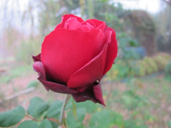 Name:  IMG_3387 (600 x 450).jpg
Views: 631
Size:  40.7 KB