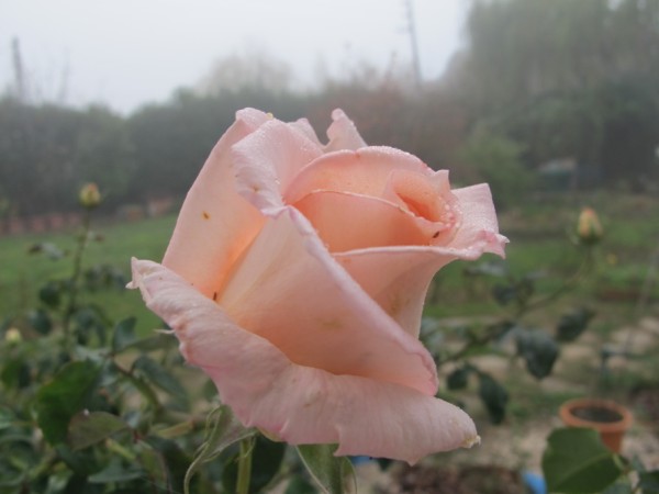 Name:  IMG_3383 (600 x 450).jpg
Views: 640
Size:  39.0 KB