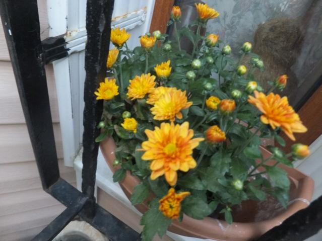 Name:  DSCF2009.jpg
Views: 387
Size:  43.9 KB