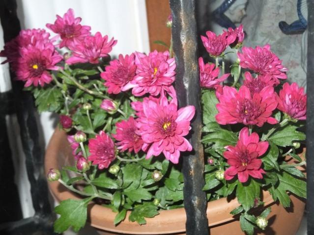Name:  DSCF2012.jpg
Views: 366
Size:  56.7 KB