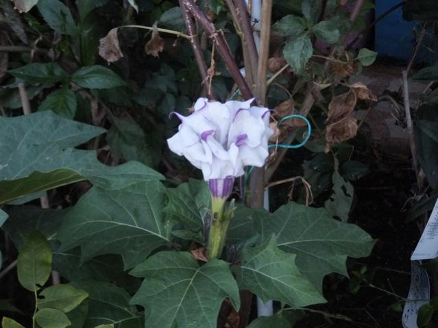 Name:  DSCF2019.jpg
Views: 334
Size:  41.7 KB