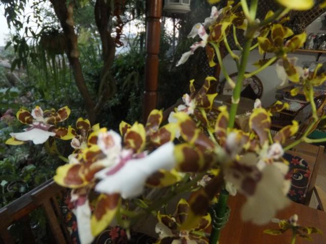 Name:  DSCF2052.jpg
Views: 334
Size:  49.8 KB