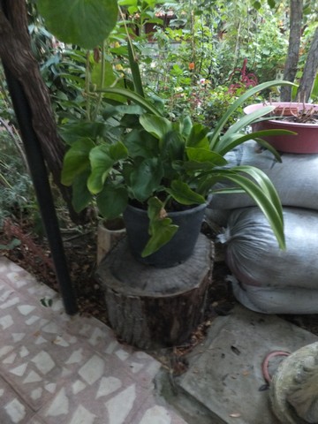 Name:  DSCF2058.JPG
Views: 318
Size:  67.0 KB