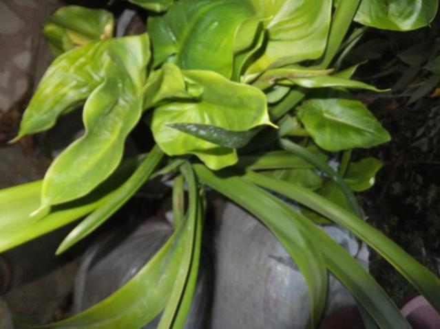 Name:  DSCF2059.jpg
Views: 337
Size:  36.4 KB