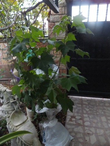 Name:  DSCF2072.JPG
Views: 321
Size:  63.1 KB