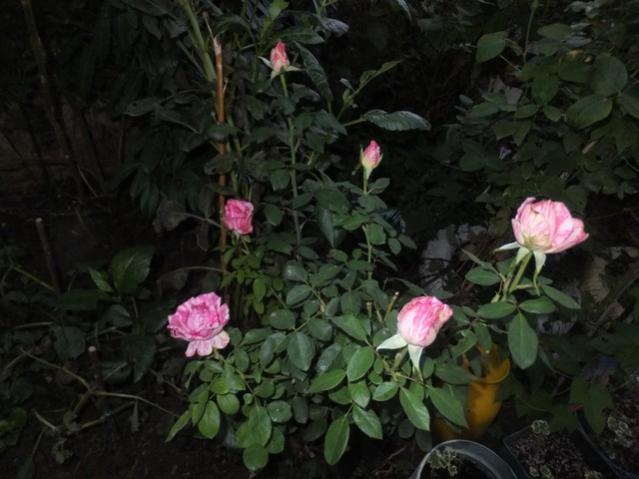 Name:  DSCF2074.jpg
Views: 347
Size:  41.9 KB