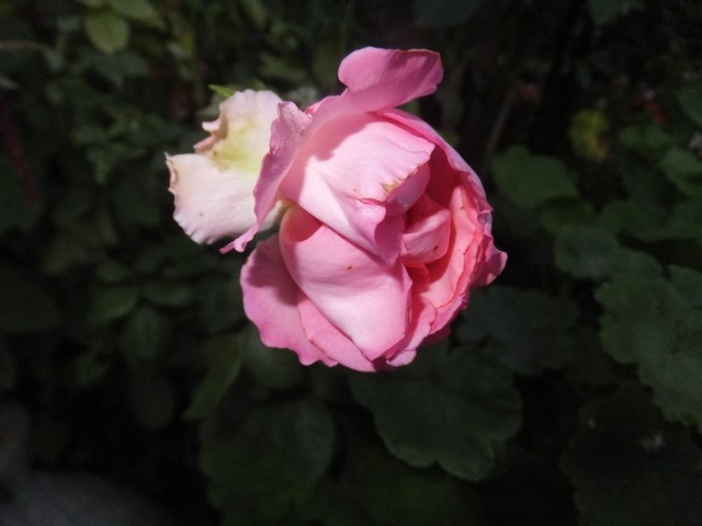 Name:  DSCF2075.JPG
Views: 350
Size:  55.6 KB