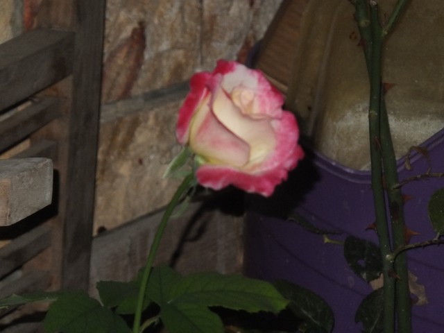 Name:  DSCF2080.JPG
Views: 336
Size:  58.9 KB