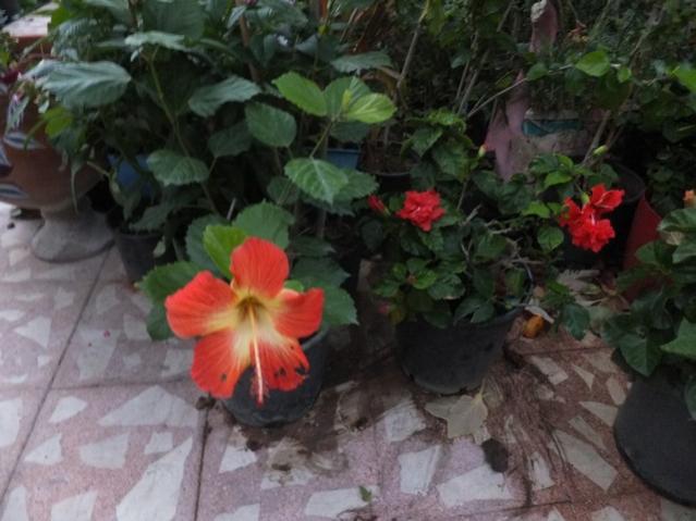Name:  DSCF2091.jpg
Views: 336
Size:  43.2 KB