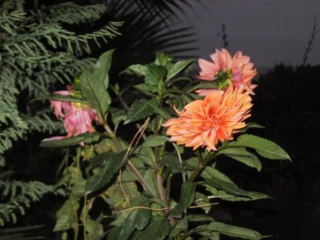 Name:  DSCF2096.jpg
Views: 341
Size:  43.3 KB