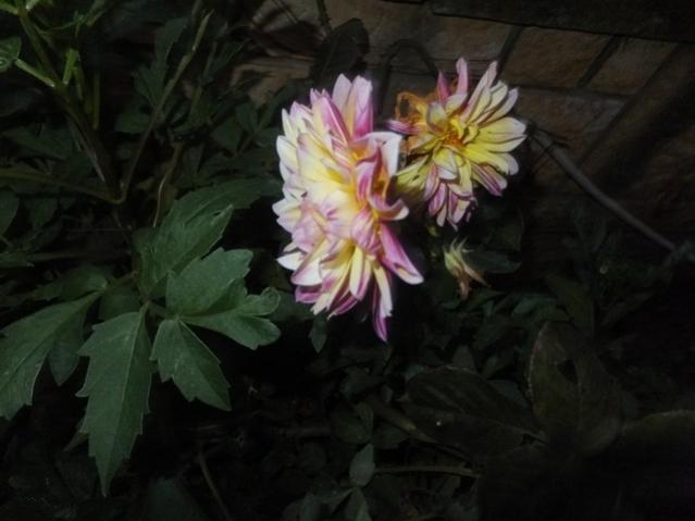 Name:  DSCF2111.jpg
Views: 256
Size:  31.7 KB