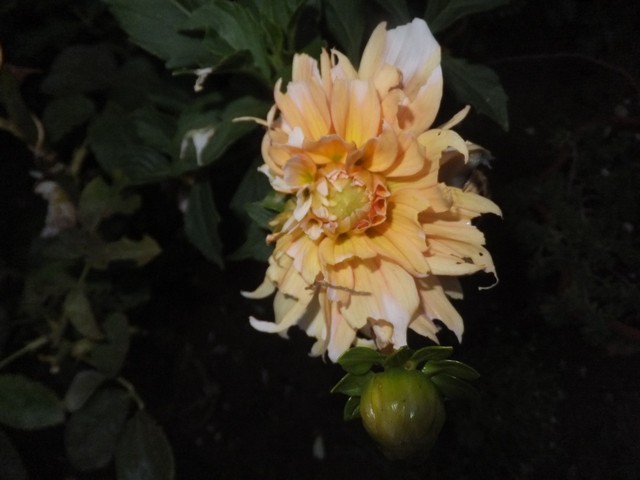 Name:  DSCF2115.jpg
Views: 252
Size:  58.8 KB