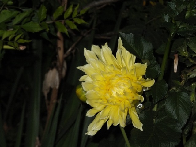 Name:  DSCF2124.jpg
Views: 259
Size:  66.2 KB