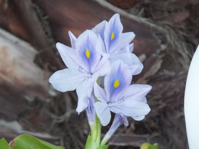 Name:  DSCF2206.jpg
Views: 236
Size:  65.4 KB