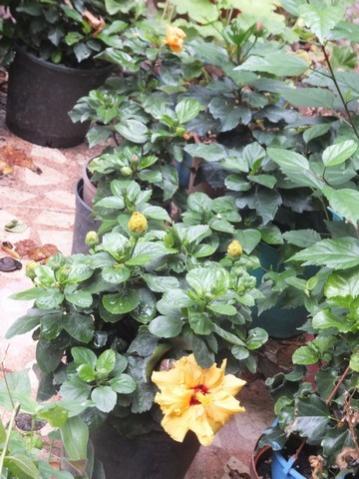 Name:  DSCF2217.jpg
Views: 246
Size:  39.2 KB