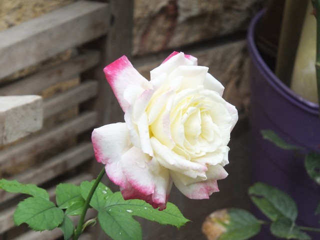 Name:  DSCF2228.jpg
Views: 231
Size:  63.1 KB