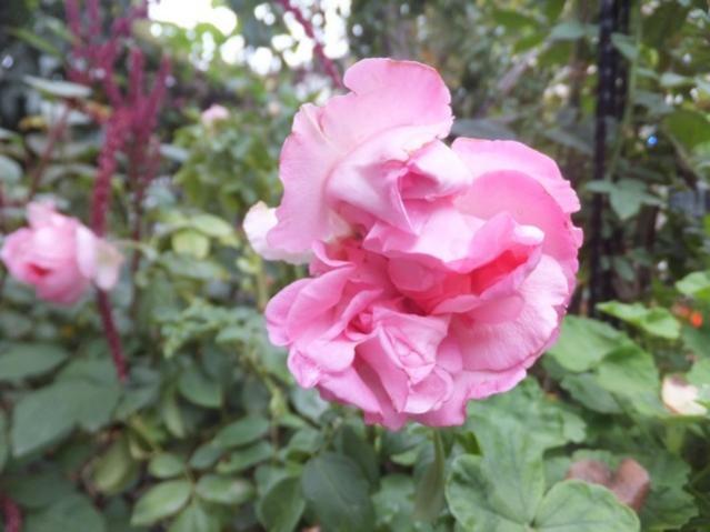 Name:  DSCF2223.jpg
Views: 250
Size:  39.2 KB