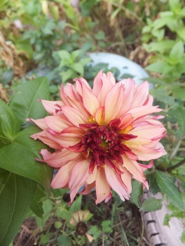 Name:  DSCF2242.jpg
Views: 240
Size:  57.6 KB