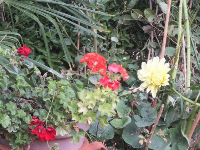 Name:  DSCF2256.jpg
Views: 213
Size:  68.9 KB