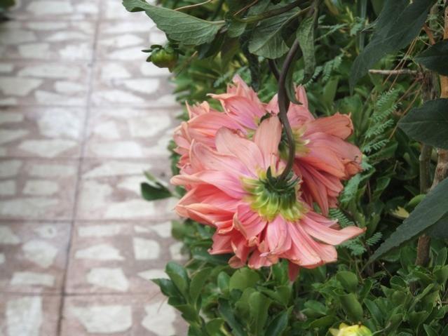 Name:  DSCF2257.jpg
Views: 202
Size:  44.7 KB