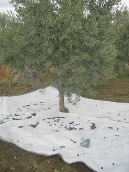 Name:  zeytin.jpg
Views: 1535
Size:  40.9 KB