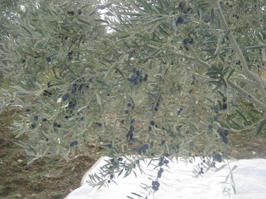 Name:  zeytin1.jpg
Views: 1433
Size:  49.9 KB