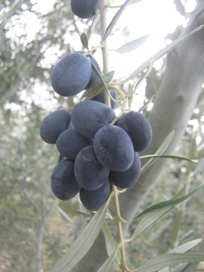 Name:  zeytin2.jpg
Views: 1488
Size:  28.8 KB