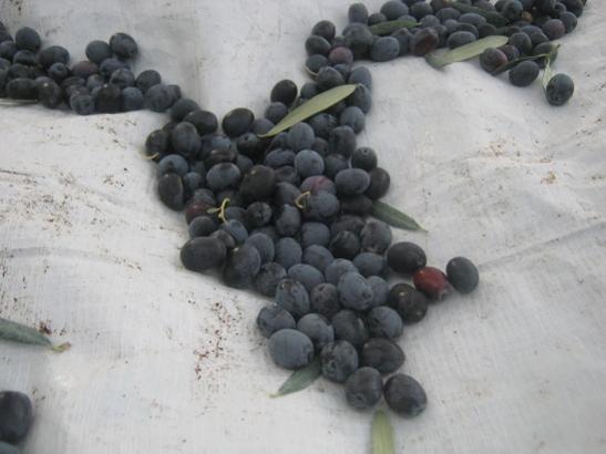 Name:  zeytin3.jpg
Views: 1468
Size:  28.9 KB
