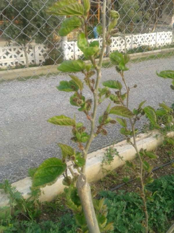 Name:  Resim 317-800.jpg
Views: 510
Size:  60.9 KB