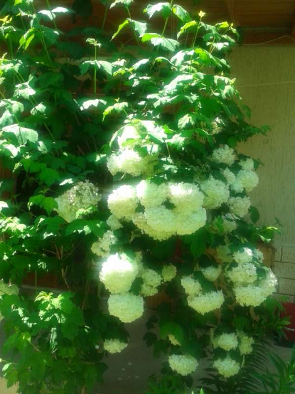 Name:  Resim 356-800.jpg
Views: 495
Size:  55.4 KB