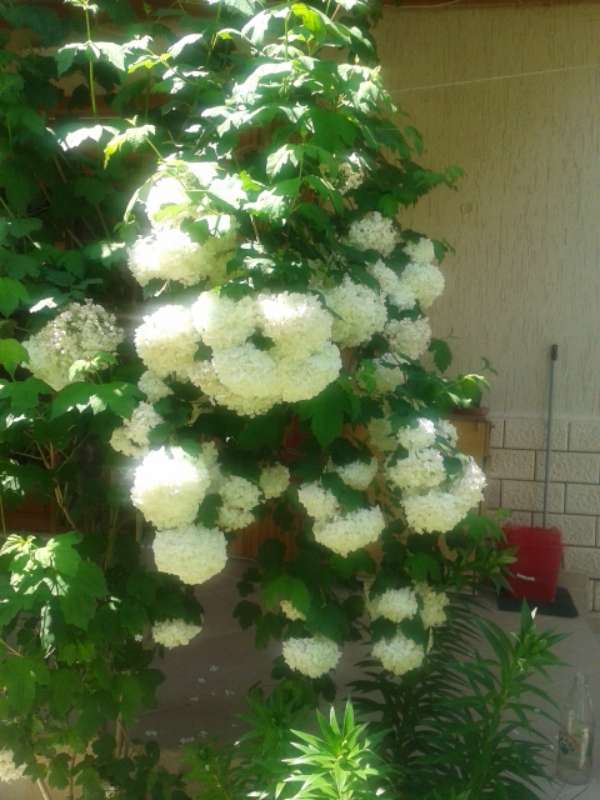 Name:  Resim 357-800.jpg
Views: 502
Size:  50.7 KB