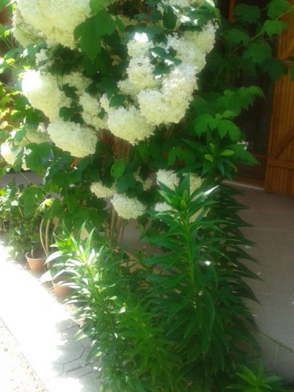 Name:  Resim 359-800.jpg
Views: 506
Size:  47.2 KB