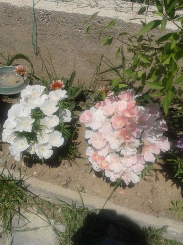 Name:  Resim 377-800.jpg
Views: 493
Size:  58.7 KB