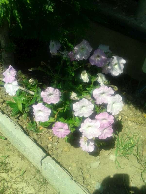 Name:  Resim 379-800.jpg
Views: 449
Size:  49.6 KB