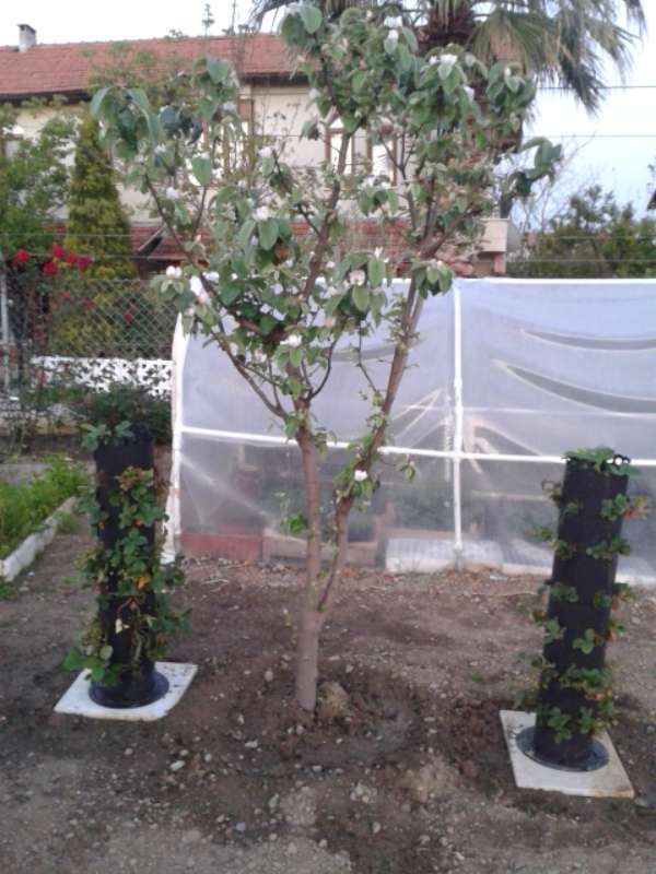 Name:  Resim 342-800.jpg
Views: 446
Size:  60.4 KB